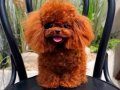 orjinal kore poodle yavrular 