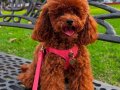 orjinal kore poodle yavrular 