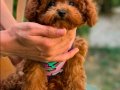 orjinal kore poodle yavrular 