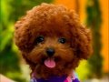 çipli karneli sağlik garantili toy poodle yavrular 