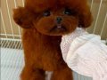 çipli karneli sağlik garantili toy poodle yavrular 