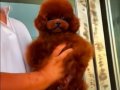 çipli karneli sağlik garantili toy poodle yavrular 