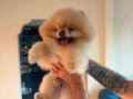 yetiskin pomeranian boo yavrular 