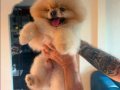 yetiskin pomeranian boo yavrular 
