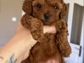 Vet Hek den Kore teacup