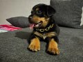 2 aylık safkan dişi rottweiler