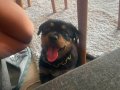 2 aylık safkan dişi rottweiler