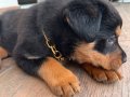2 aylık safkan dişi rottweiler
