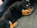 2 aylık safkan dişi rottweiler