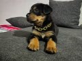2 aylık safkan dişi rottweiler