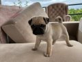 Kadife Patili Pug Yavrusu 3 Aylık Dişi