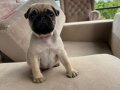 Kadife Patili Pug Yavrusu 3 Aylık Dişi