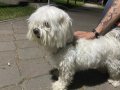 İpek Tüylü Beyaz Maltese Terrier 1 Yaşında