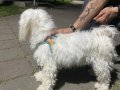 İpek Tüylü Beyaz Maltese Terrier 1 Yaşında