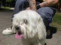 İpek Tüylü Beyaz Maltese Terrier 1 Yaşında
