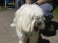 İpek Tüylü Beyaz Maltese Terrier 1 Yaşında