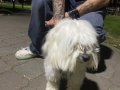 İpek Tüylü Beyaz Maltese Terrier 1 Yaşında