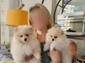 2 Aylık Pomeranian Boo Yavruları 