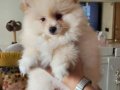 2 Aylık Pomeranian Boo Yavruları 