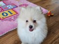 2 Aylık Pomeranian Boo Yavruları 