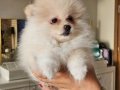 2 Aylık Pomeranian Boo Yavruları 