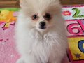 2 Aylık Pomeranian Boo Yavruları 