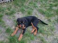 4 Aylık İri Yapılı Rottweiler Yavrusu