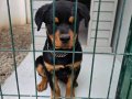 4 Aylık İri Yapılı Rottweiler Yavrusu