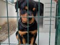 4 Aylık İri Yapılı Rottweiler Yavrusu