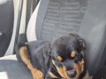 4 Aylık İri Yapılı Rottweiler Yavrusu
