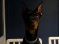 Parıltılı Tüylü Safkan Doberman Yavrusu