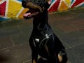 Parıltılı Tüylü Safkan Doberman Yavrusu