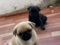 Pug Mops'un Son İki Kızı 