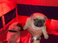 Pug Mops'un Son İki Kızı 
