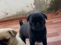 Pug Mops'un Son İki Kızı 