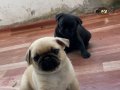 Pug Mops'un Son İki Kızı 