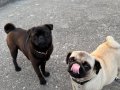 Pug Mops'un Son İki Kızı 