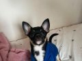 7 Aylık Tricolor Chihuahua Dobby