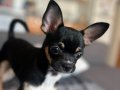 7 Aylık Tricolor Chihuahua Dobby