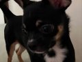 7 Aylık Tricolor Chihuahua Dobby