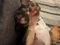 7 Aylık Tricolor Chihuahua Dobby