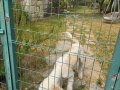 Pamuk Gibi Toy Poodle Yavrusu
