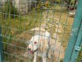 Pamuk Gibi Toy Poodle Yavrusu
