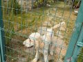 Pamuk Gibi Toy Poodle Yavrusu