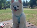 Bembeyaz Tüylü 7 Aylık Pomeranian Boo