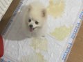 Bembeyaz Tüylü 7 Aylık Pomeranian Boo