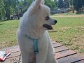 Bembeyaz Tüylü 7 Aylık Pomeranian Boo