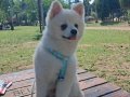 Bembeyaz Tüylü 7 Aylık Pomeranian Boo