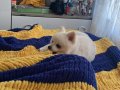 Bembeyaz Tüylü 7 Aylık Pomeranian Boo