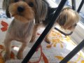 11 Aylık Yorkshire Terrier
